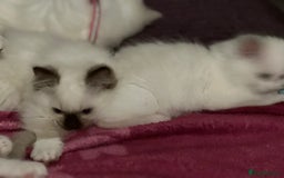 Ragdoll cats for sale: Pure ragdoll mitted blue/seal tortie kittens - Advert 5