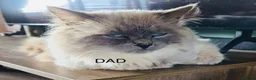 Ragdoll cats for sale: Ragdoll Kittens in Newton Stewart - Advert 11