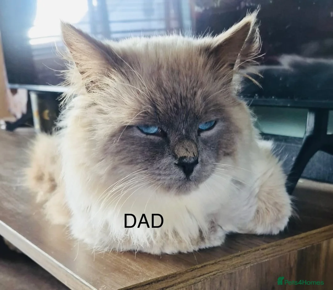 Ragdoll cats for sale: Ragdoll Kittens in Newton Stewart - Advert 11