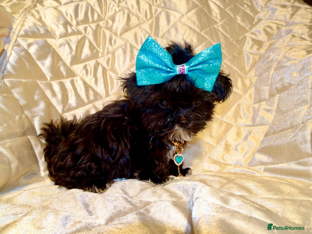 Maltipoo dogs for sale: **Micro Tiny F1 Maltese x Toy Poodle Maltipoo Pup* - Advert 3