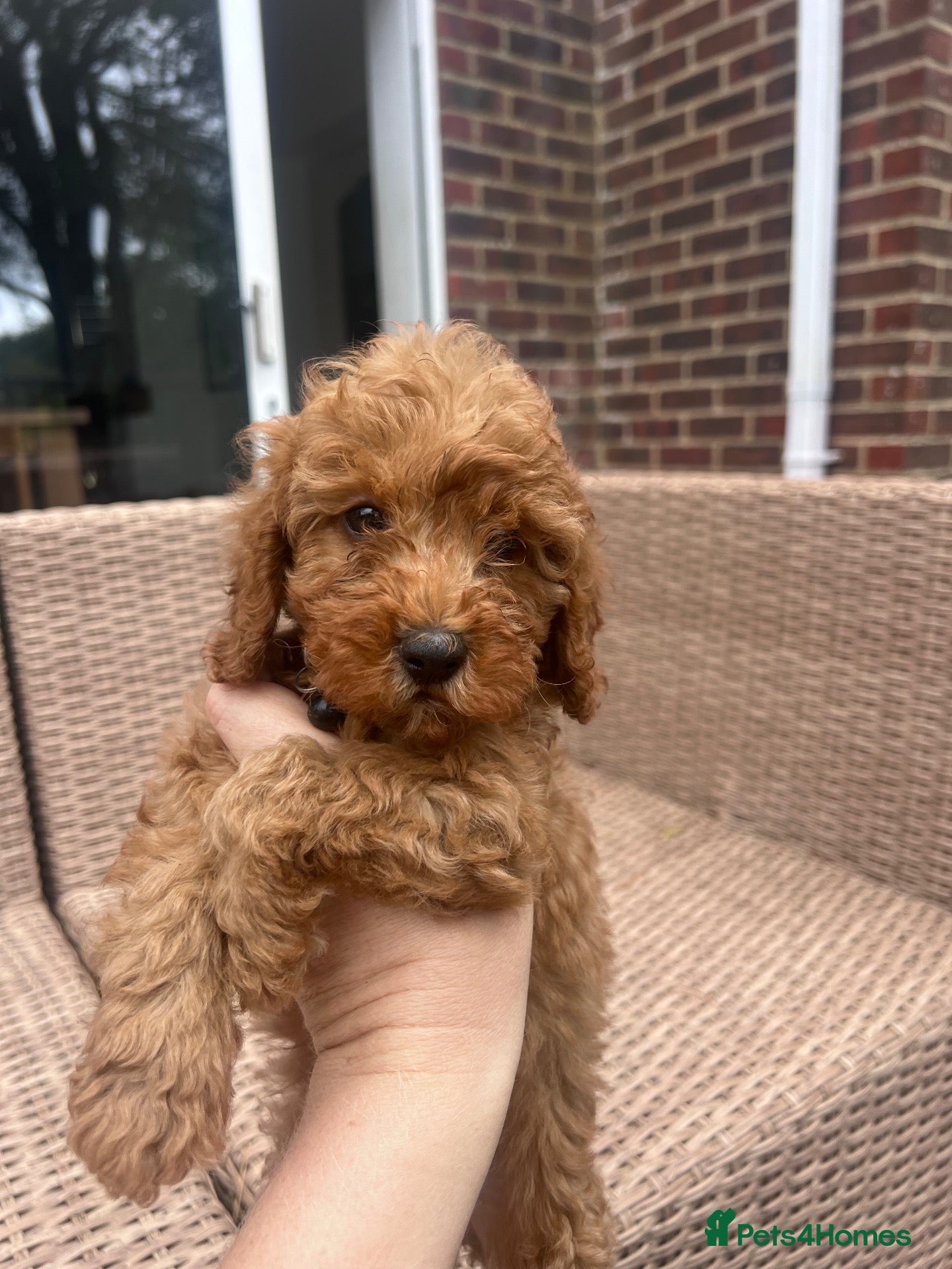 Cockapoo dogs A** Adorable Cockerpoo Puppies  - Advert 2