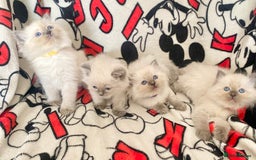Ragdoll cats for sale: Ragdoll kittens Ready wednesday ❤️ - Image 4