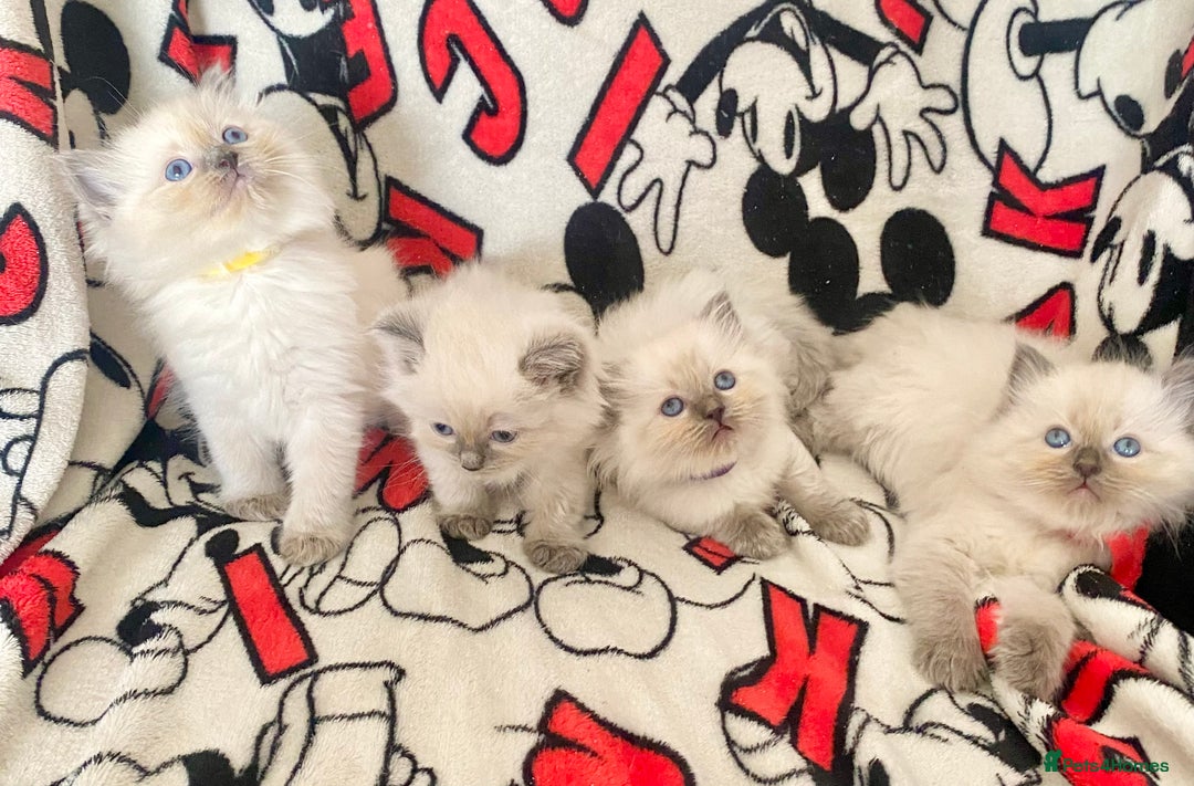 Ragdoll cats for sale: Ragdoll kittens Ready wednesday ❤️ - Image 4