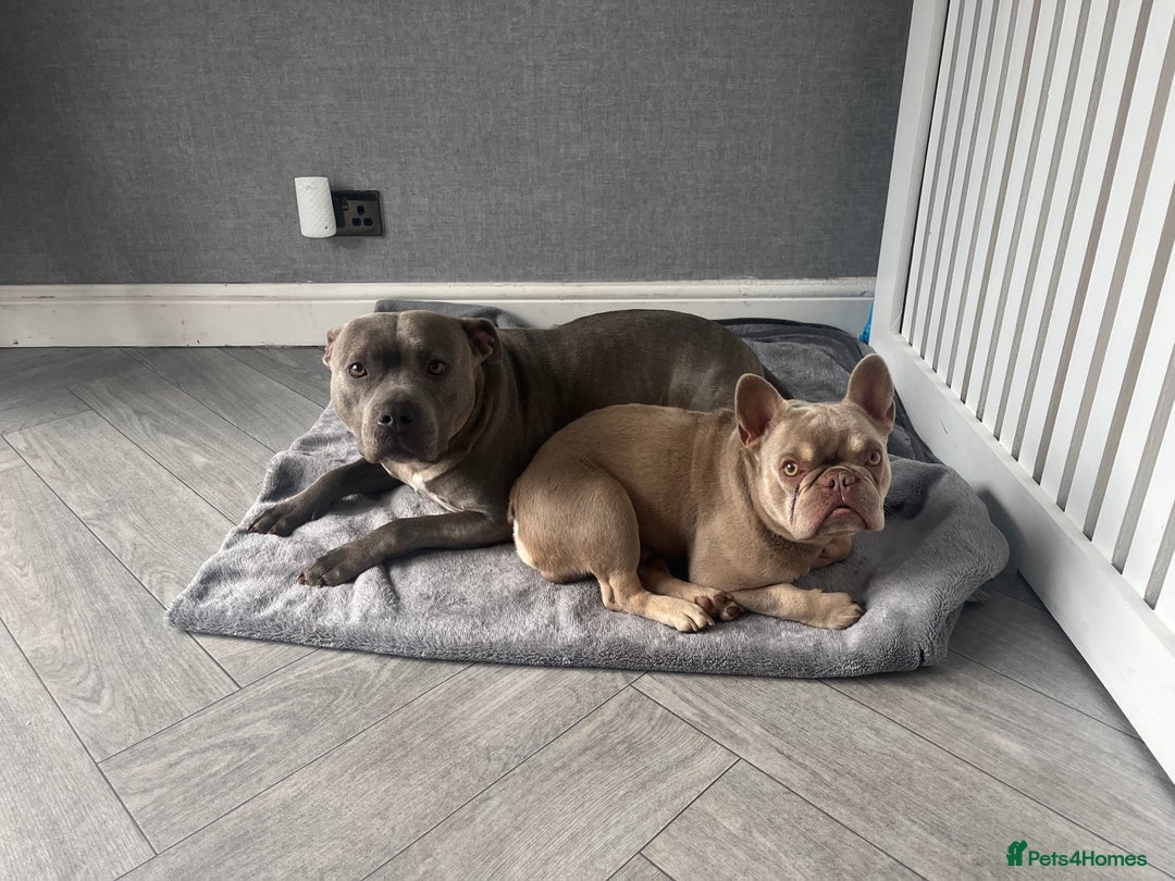 French Bulldog dogs for stud: Male for stud  in Hull - Image 4