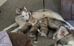 Siberian Husky dogs for sale: 12 week old male - Image 2