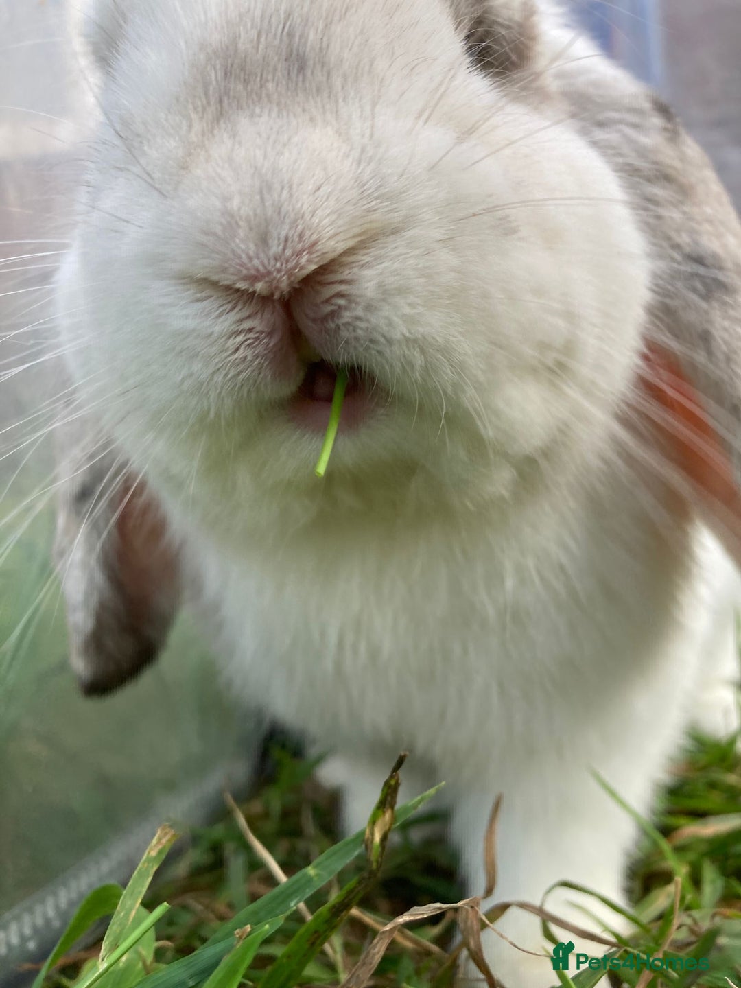 Mini Lop rabbits for sale: Mini Lop 9 months  - Image 3