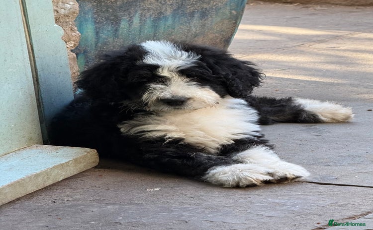 Bernedoodle dogs - Advert 1