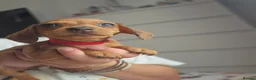 Dachshund dogs for sale: 1 Miniature dachshund left in Swadlincote - Advert 16