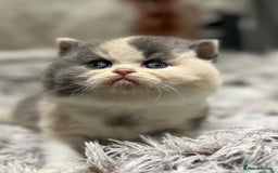 British Shorthair cats for sale: Exceptional BSH Girls, Champion Bloodlines - Advert 16