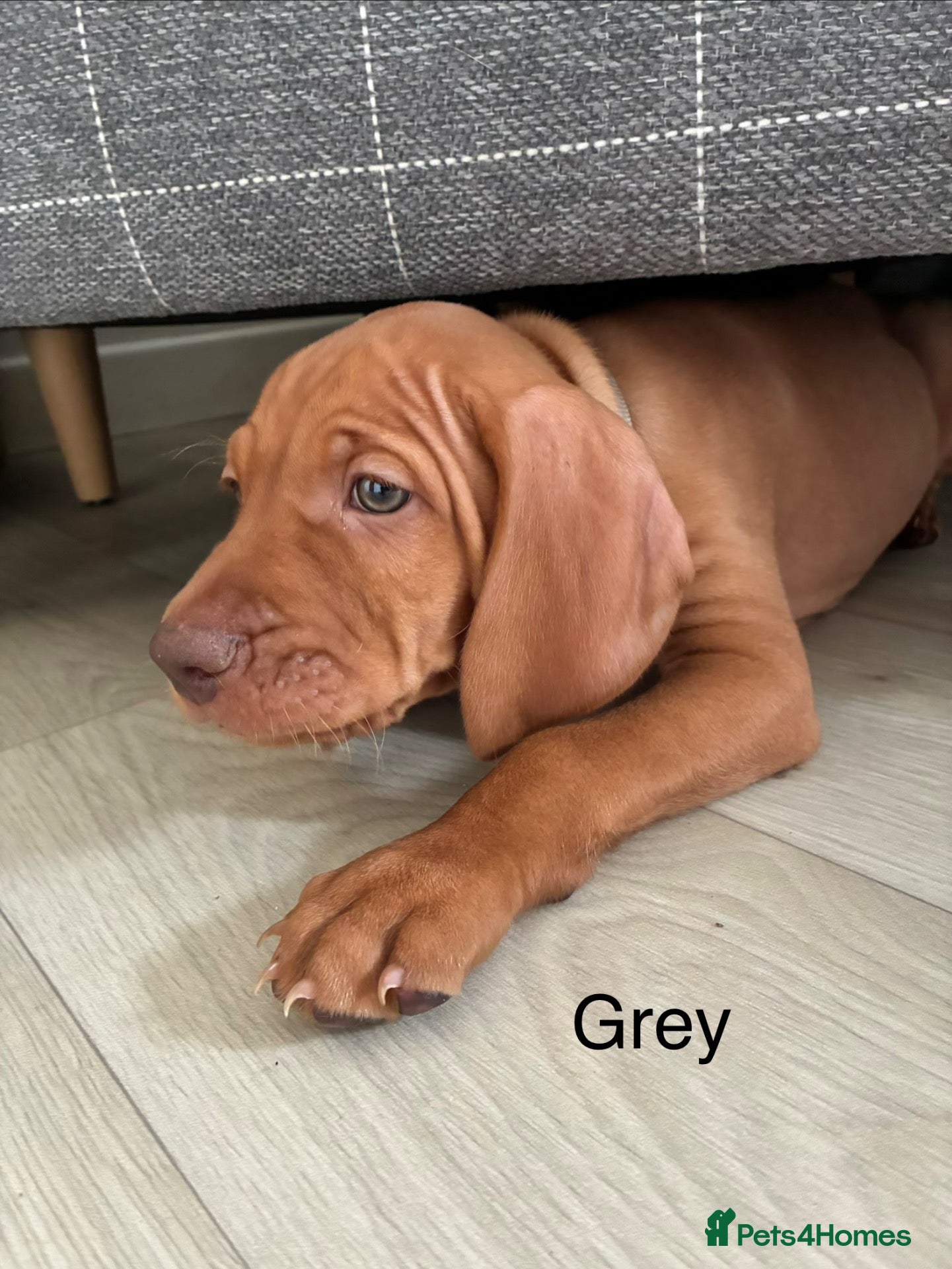 Hungarian Vizsla dogs  🤍REDUCED £1600 💙 - Advert 2