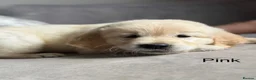 Golden Retriever dogs for sale: Health tested, KC reg Golden retriever puppies - Advert 14