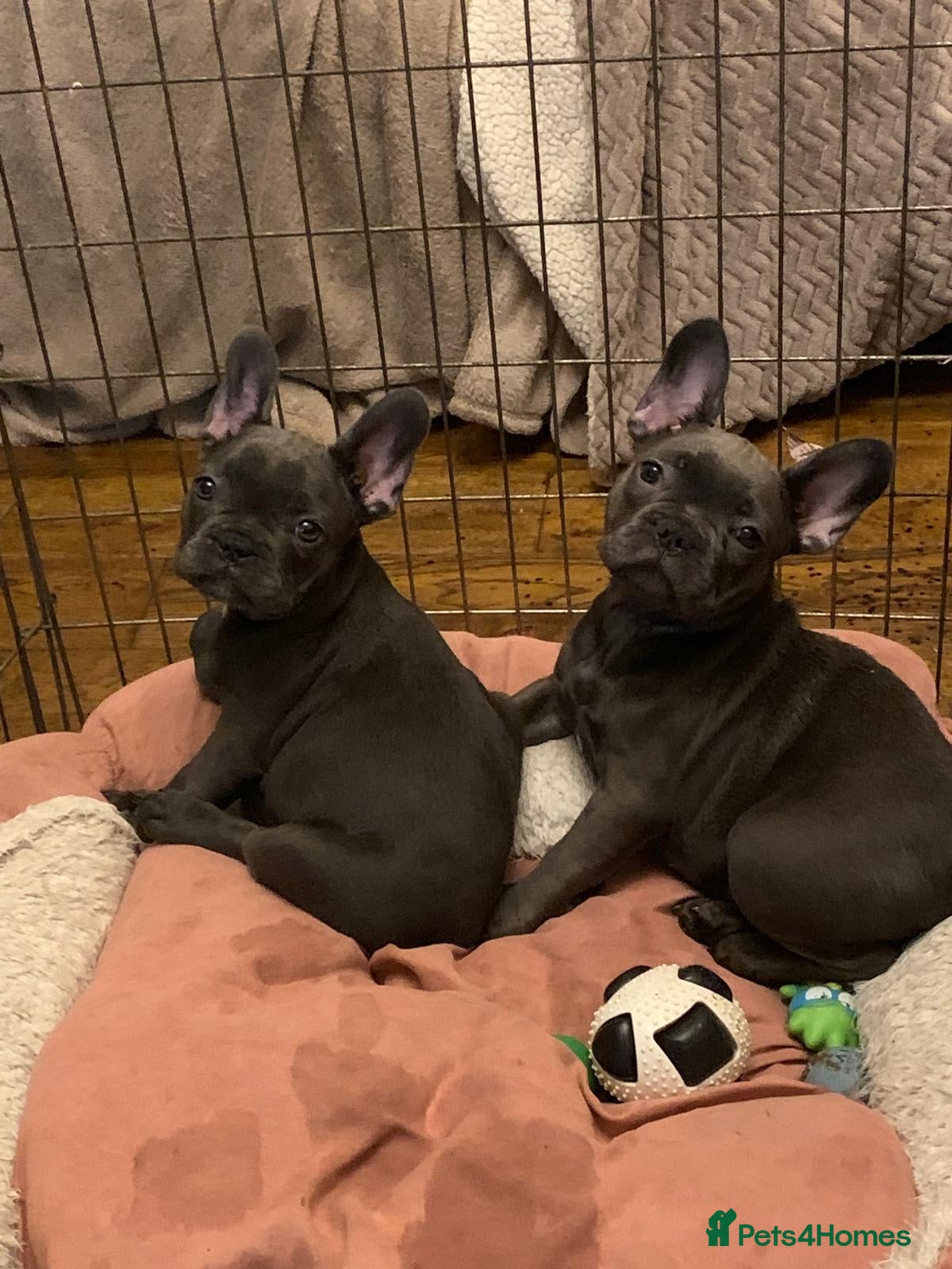 French Bulldog dogs QUALITY SOLID BLUE FRENCH BULLDOG PUPPIES  - Advert 18