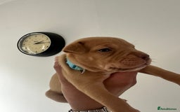 Staffordshire Bull Terrier dogs for sale: Gorgeous Staffy puppy  - Image 1