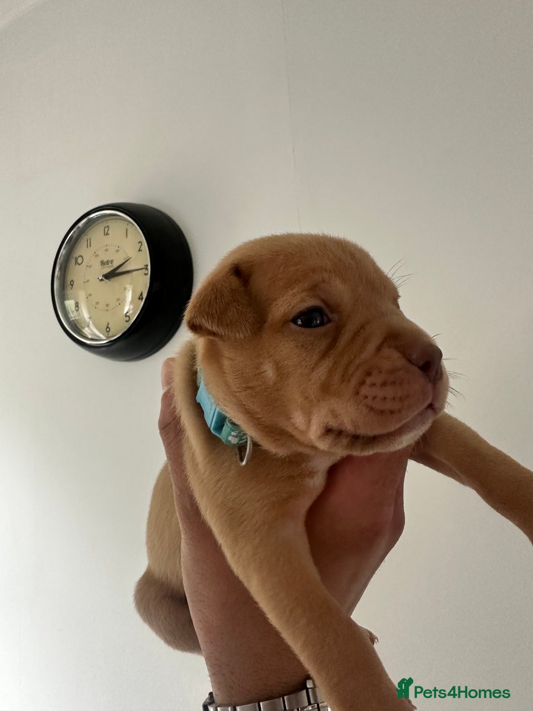 Staffordshire Bull Terrier dogs for sale: Gorgeous Staffy puppy  - Image 1