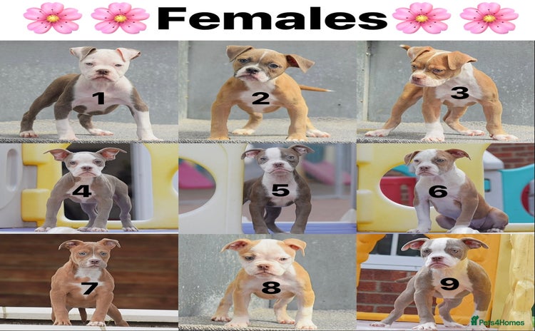 Olde English Bulldogge dogs - Advert 6