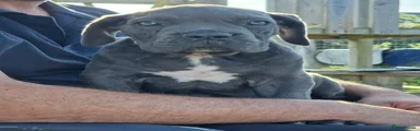 Cane Corso 1
