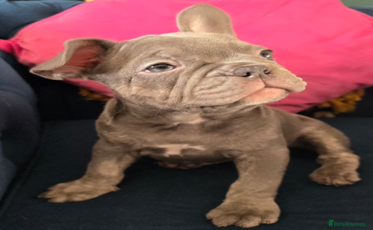 French Bulldog dogs - Advert 1