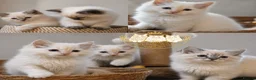 Ragdoll cats for sale: All sold! TICA Registered Ragdoll Kittens - Advert 3
