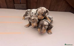 Dachshund dogs for sale: 6 beautiful dachshund puppies!!! - Image 8