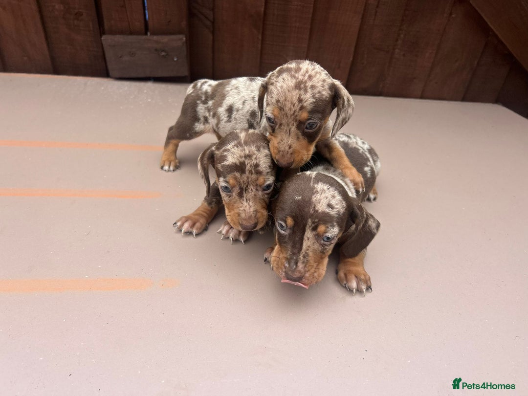 Dachshund dogs for sale: 6 beautiful dachshund puppies!!! - Image 8