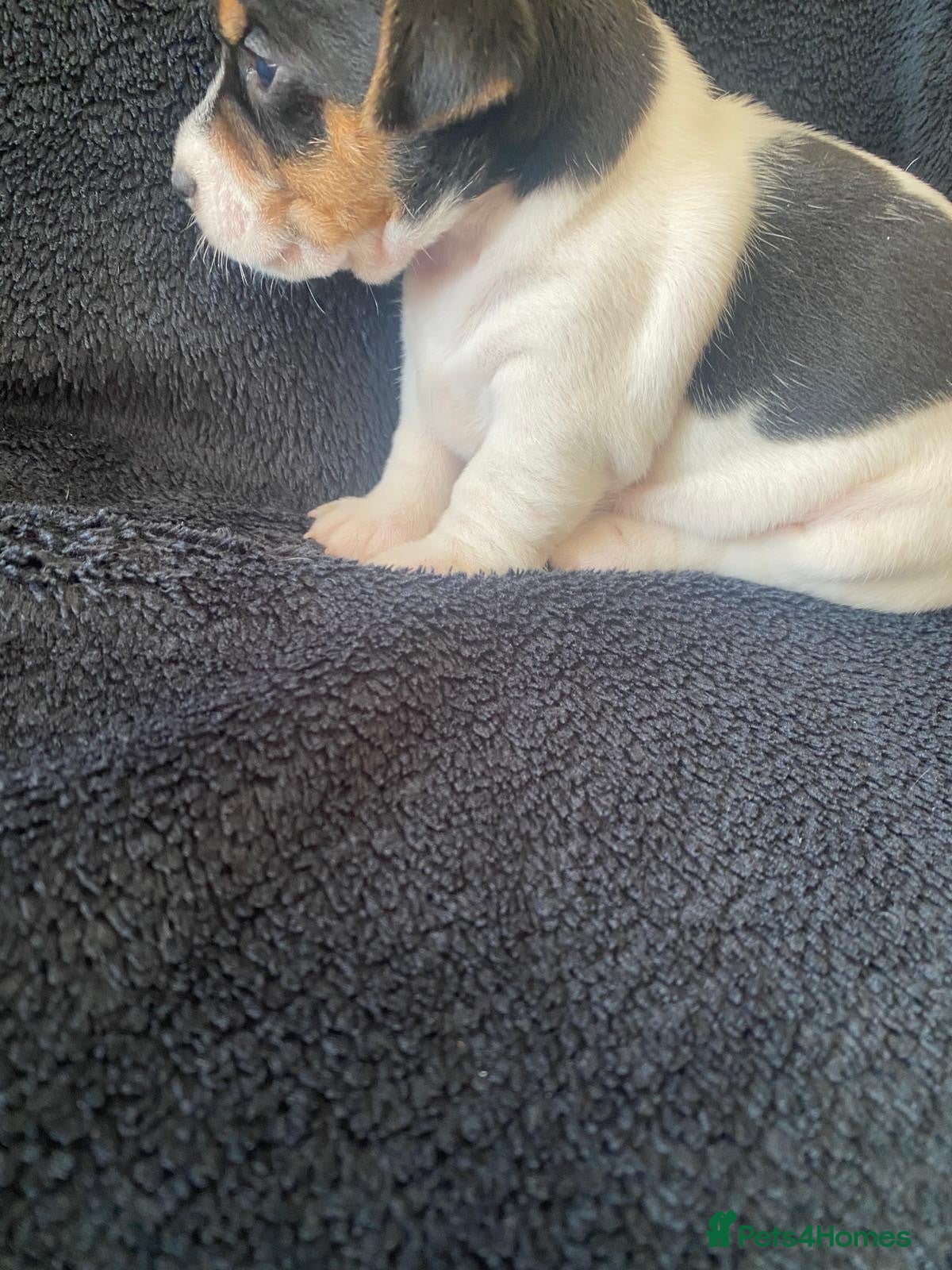Jack Russell dogs Stunning litter of jackrussels  - Advert 1