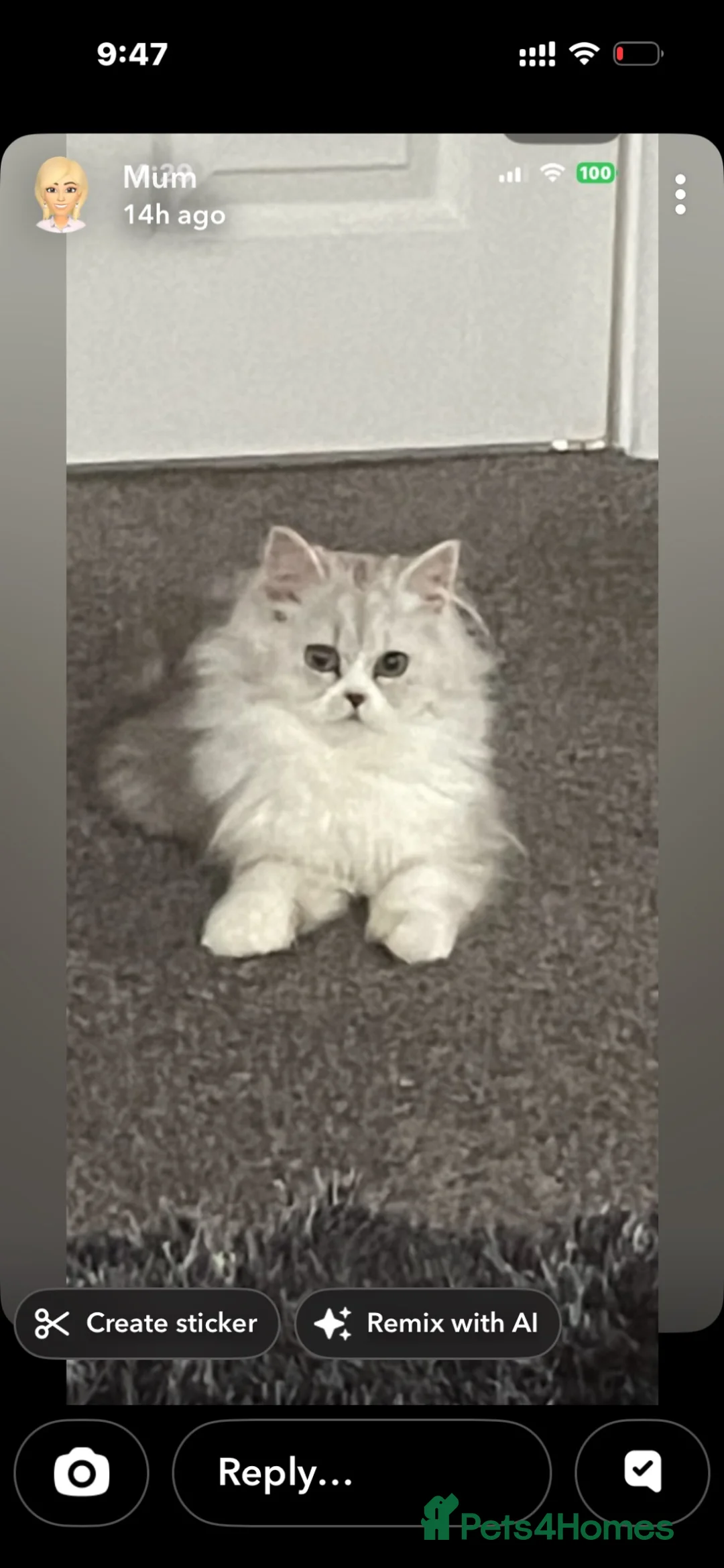 Persian cats for sale: Last boy  - Advert 3