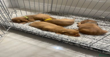 Cocker Spaniel dogs - Advert 8