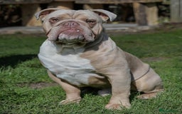 English Bulldog dogs for stud: Lilac English bulldog L1 Fluffy carrier - Image 5