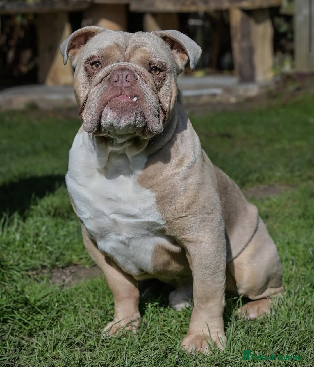 English Bulldog dogs for stud: Lilac English bulldog L1 Fluffy carrier - Image 5