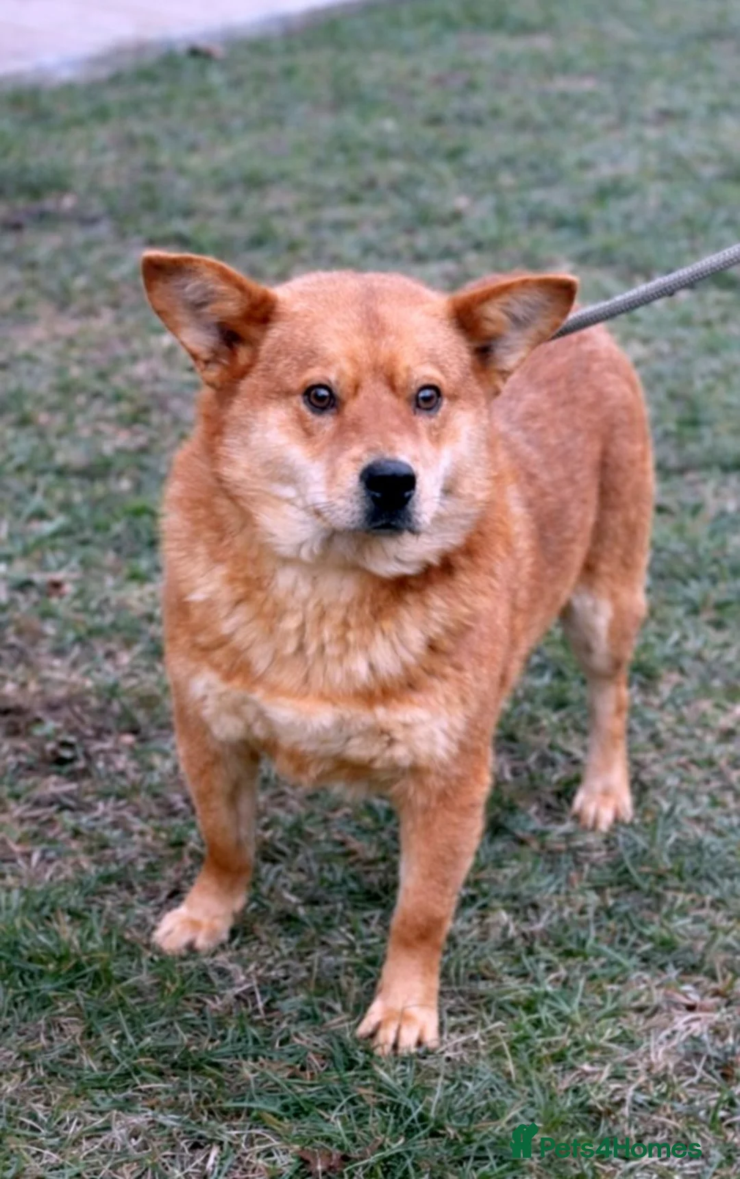 Mixed Breed dogs for adoption: 🤍 Kenji: the gentle soul waiting for you 🐾 - Advert 5