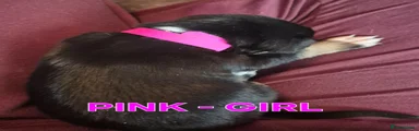 Pink - girl