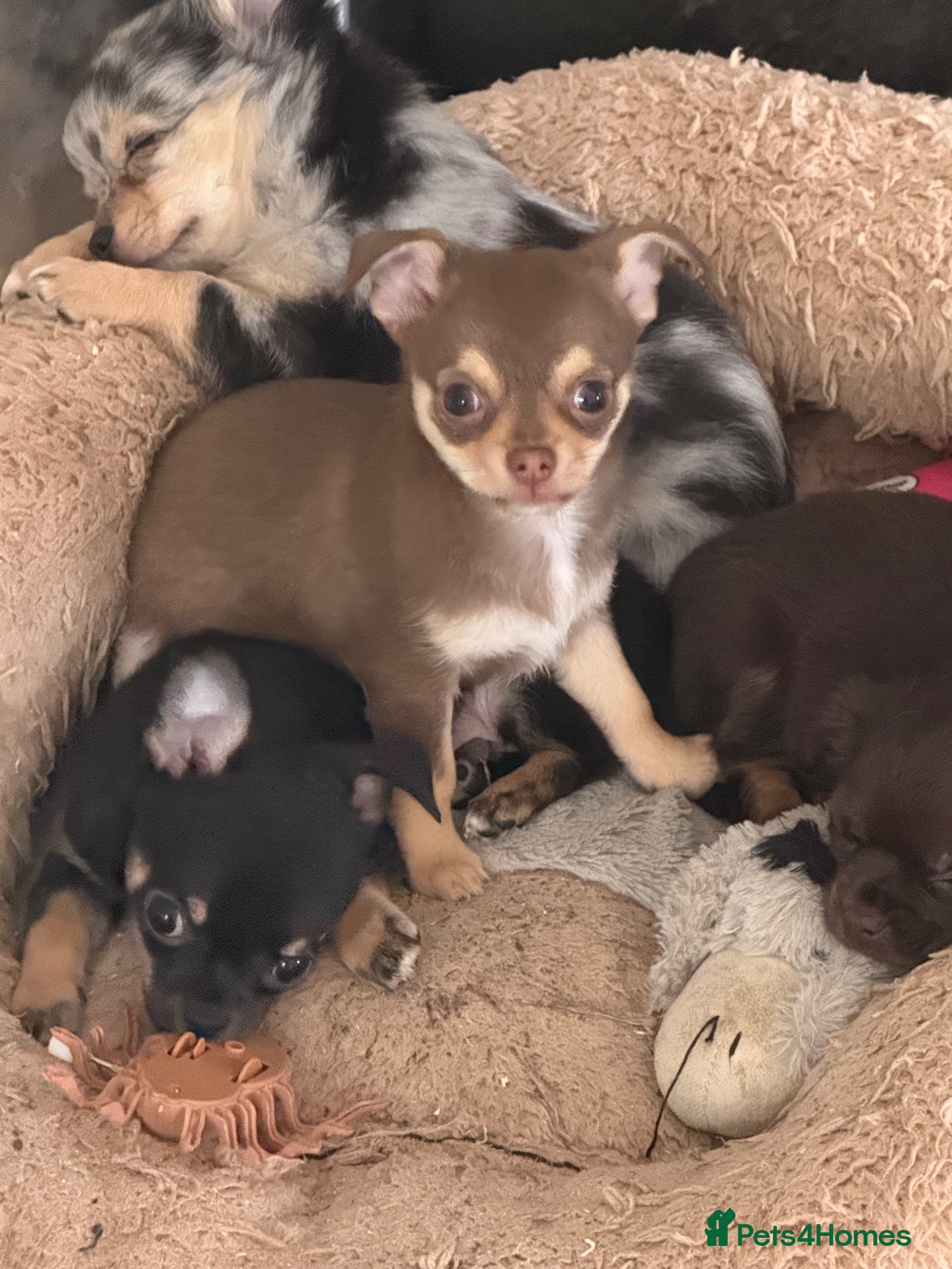 Chihuahua dogs Stunning litter of chihuahua babies READY NOW 🙂 - Advert 2
