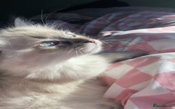 Ragdoll cats for sale: Male Ragdoll - Image 5