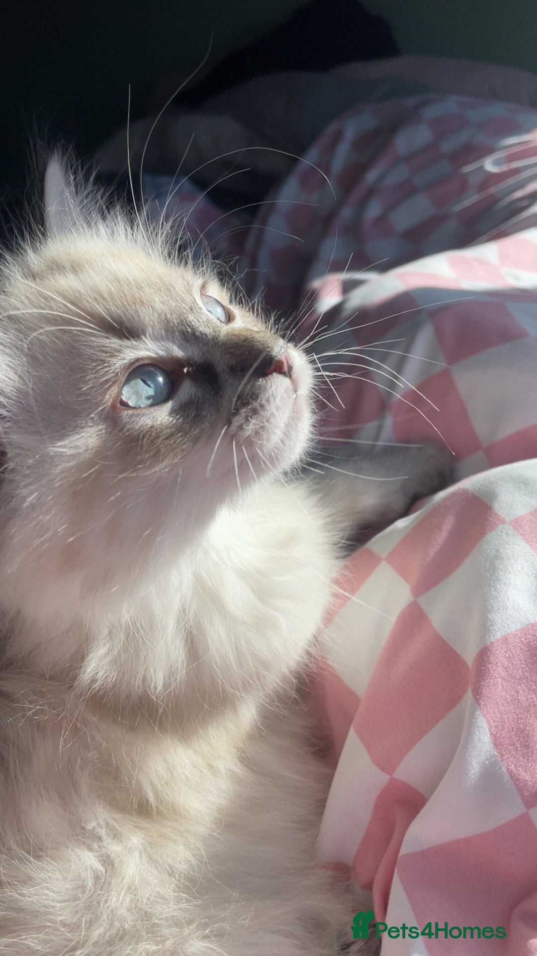 Ragdoll cats for sale: Male Ragdoll - Image 5