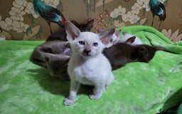 Oriental cats for sale: 7 Oriental & Siamese Kittens - Image 2