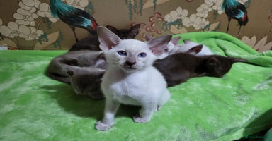Oriental cats - Advert 9