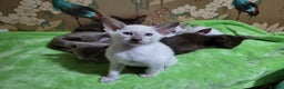 Oriental cats for sale: 7 GCCF Oriental & Siamese Kittens - Advert 16