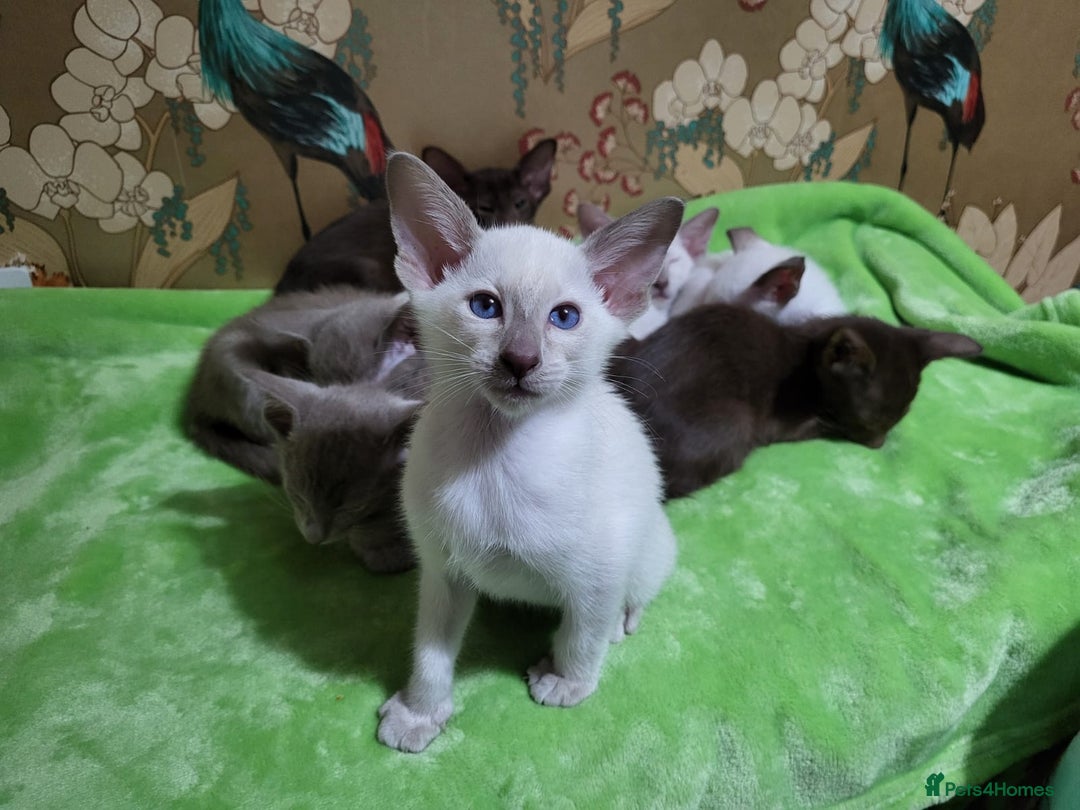 Oriental cats for sale: 7 Oriental & Siamese Kittens - Image 2