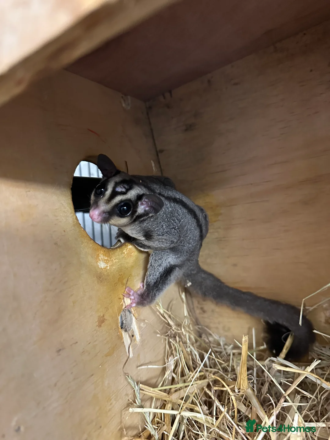 Sugar Glider rodents for sale: Sugar gliders l - Advert 4