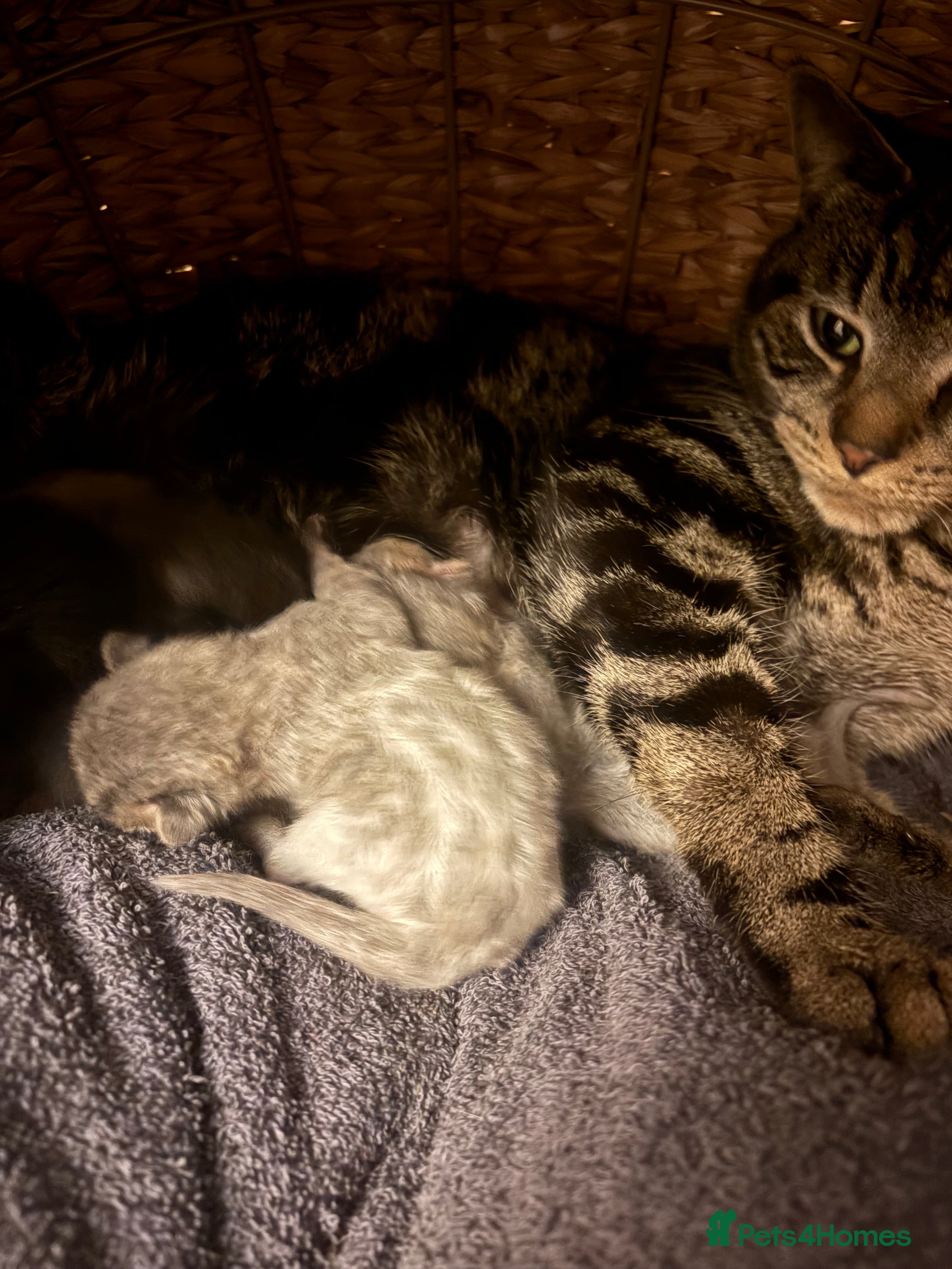 Mixed Breed cats 4 kittens for sale  - Advert 1