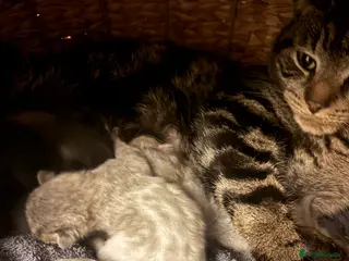 Mixed Breed cats 4 kittens for sale - Advert 1