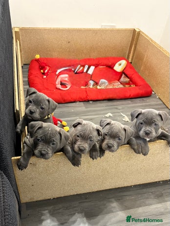 Staffordshire Bull Terrier dogs - Advert 11