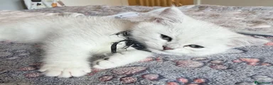 Daskeiki - Black Collar Boy (Active)
