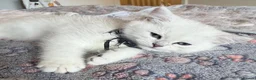British Shorthair cats for sale: GCCF Champion Lines British Shorthair Black Tipped - Advert 2