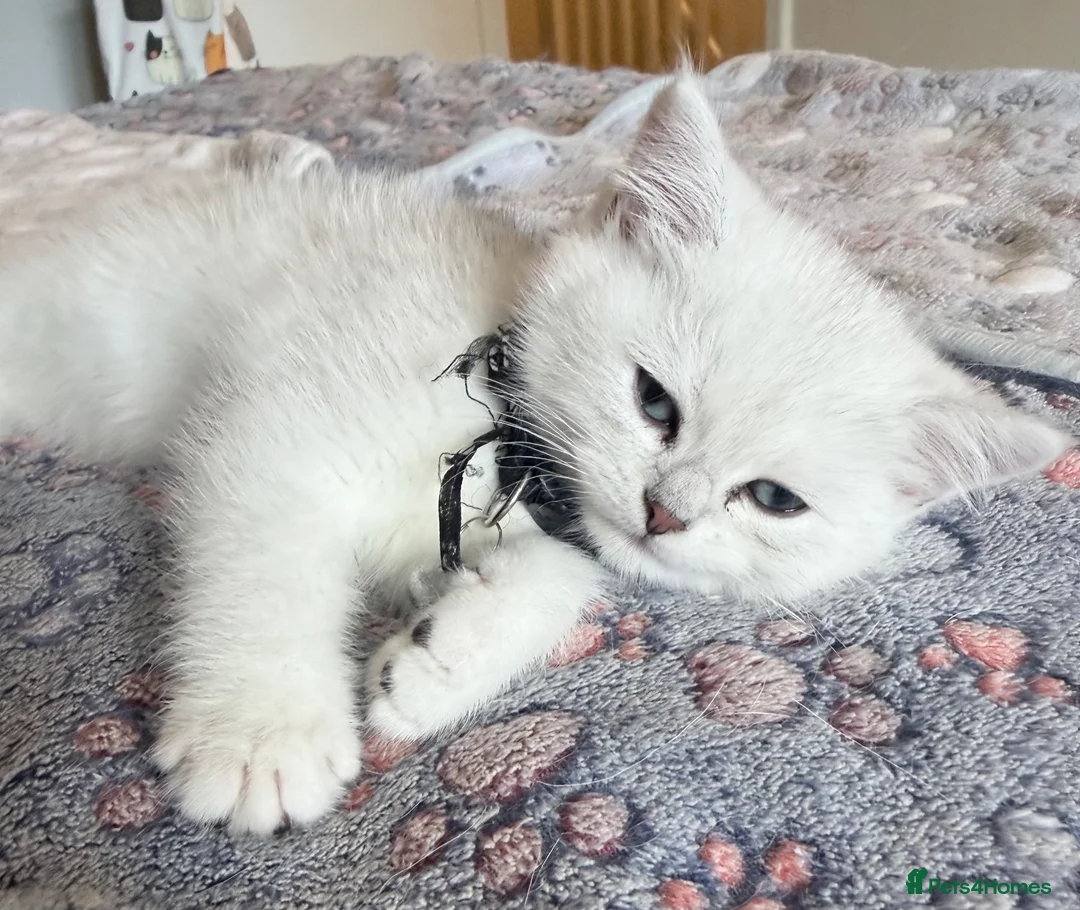 British Shorthair cats for sale: GCCF Champion Lines British Shorthair Black Tipped - Advert 2
