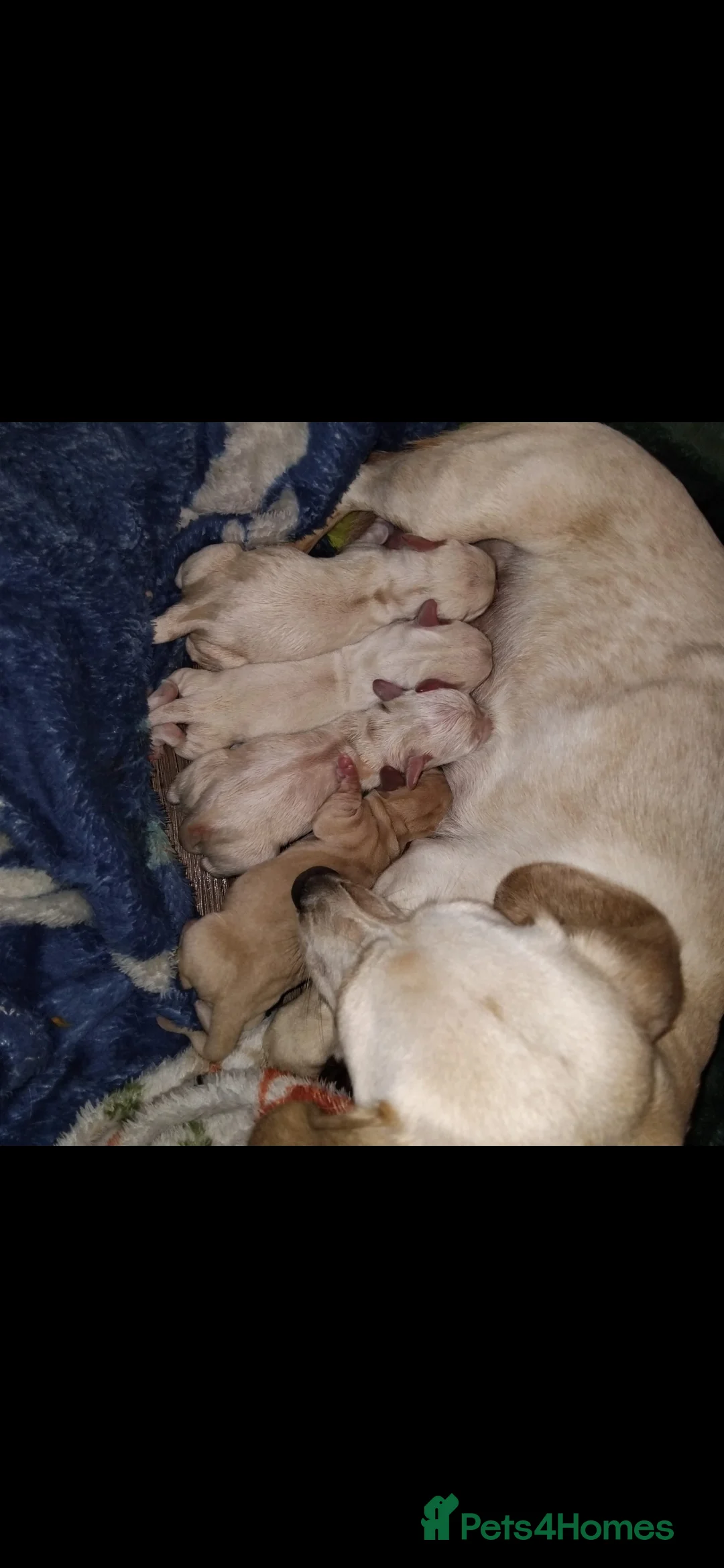 Miniature Dachshund dogs for stud: EXCEPTIONAL KC CREAM SMOOTH MINATURE DAXI STUD in Hinckley - Advert 10