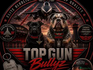 Olde English Bulldogge dogs 🔥 THE WAIT IS OVER… OUR ELITE LITTER HAS ARRIVED! - Advert 5