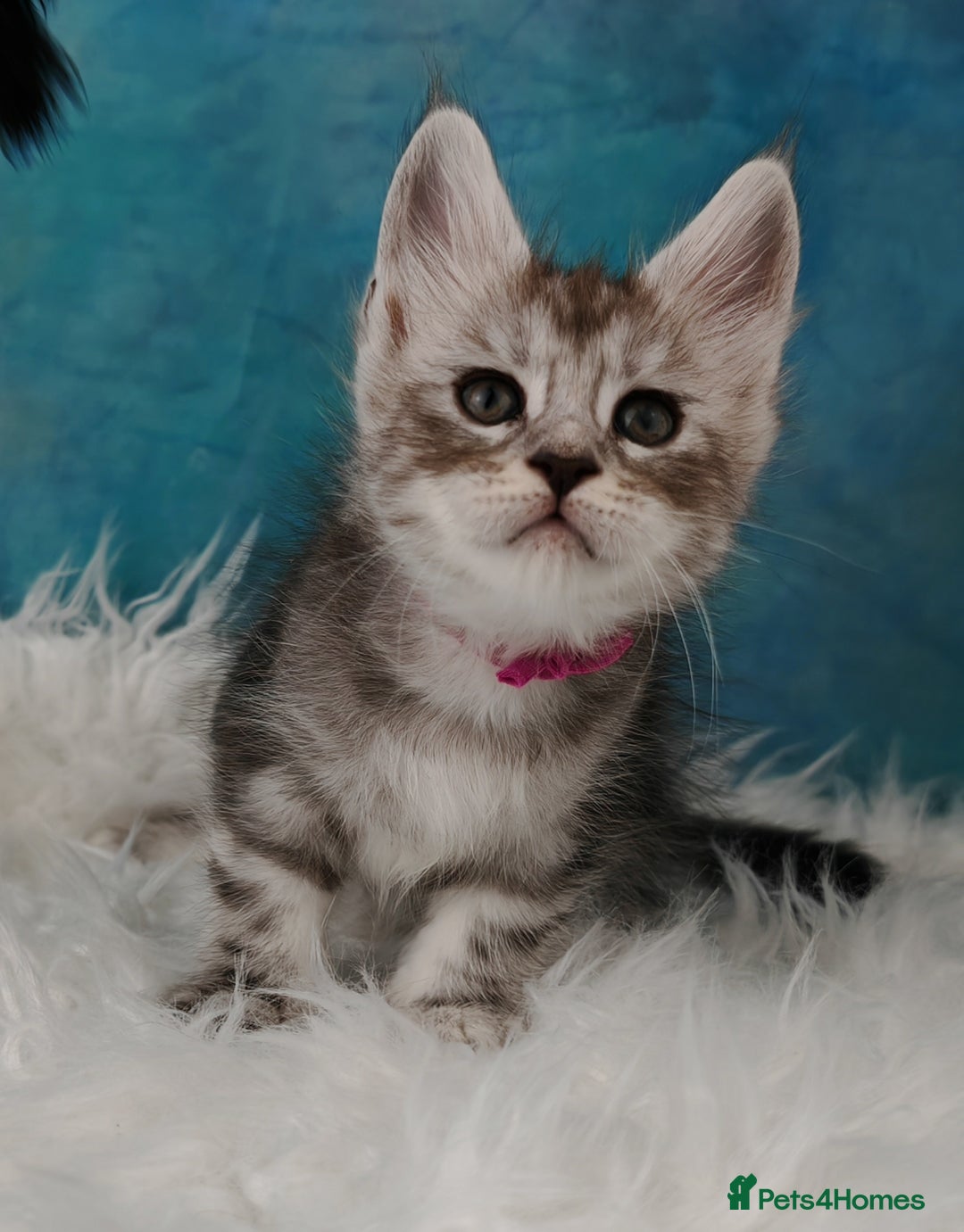 Maine Coon cats for sale: Shaded line Maine Coon kittens - Advert 9