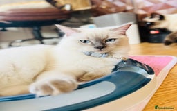 Ragdoll cats for sale: SILKY ADORABLE RAGDOLL KITTEN CHAMPIONLINE - Image 17