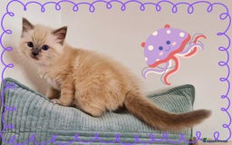 Ragdoll cats for sale: Top-Quality Pedigree Ragdoll Kittens - 3 AVAILABLE - Image 32